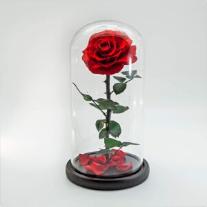 Beauty and The Beast Handmade Preserved Eternal Rose with Fallen Petals in Glass Dome (Red)