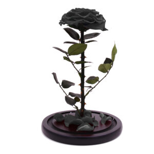 Beauty and The Beast Handmade Preserved Eternal Rose with Fallen Petals in Glass Dome (Black)
