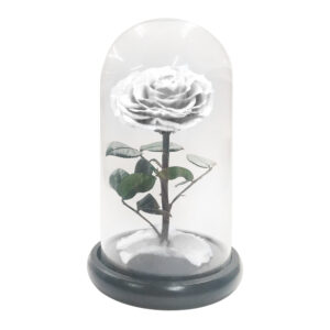 The Little Prince Handmade Preserved Eternal Rose with Fallen Petals in Glass Dome (White)